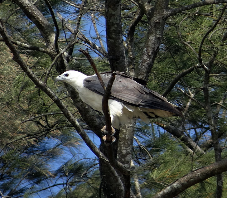 putih---elang laut, elang, burung raptor, burung, burung pemangsa, pohon Casuarina, India