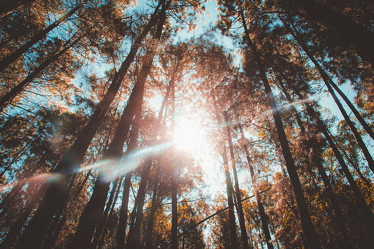 luz del sol, Rayos, bosque, naturaleza, árboles, troncos, cielo