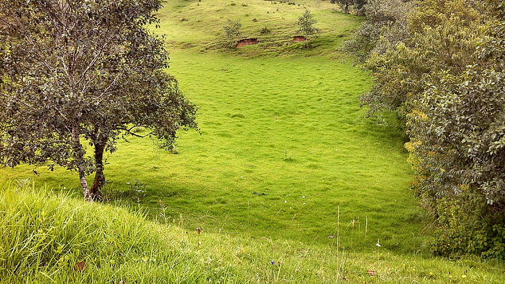 Landschaft, Baum, Grass