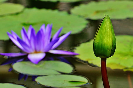 water lily, water, Bud, plant, vijver, Blossom, Bloom