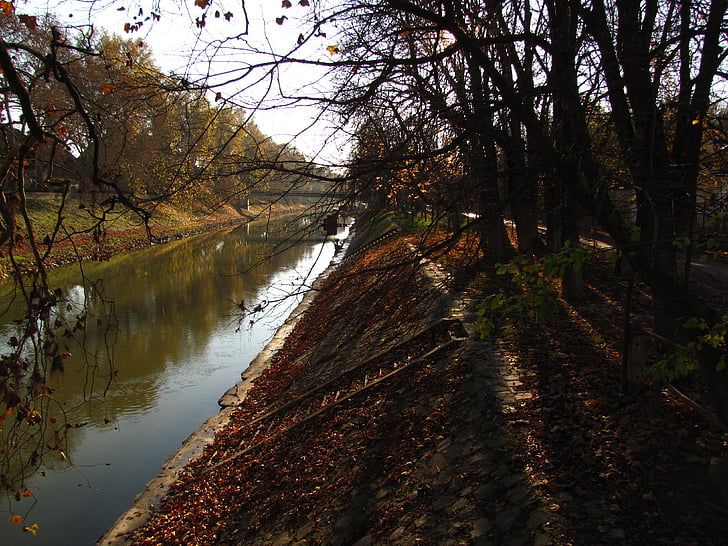 Река, листья, Осень, Вуд, Сук, Листва, часть