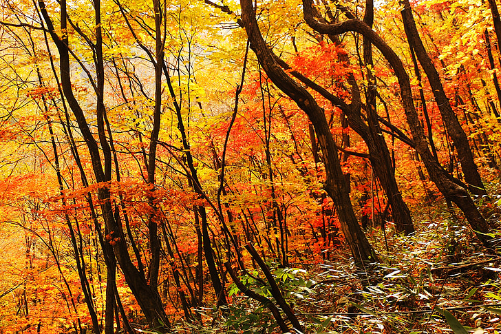 hösten, landskap, höstlöv, skogen, landsbygdens landskap, Red maple leaf, naturen