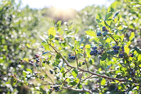 blueberries, bush, nature, blueberry, berry, healthy, food
