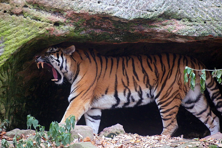 Tigres, gat, gat salvatge, salvatge, animals, natura, rugit