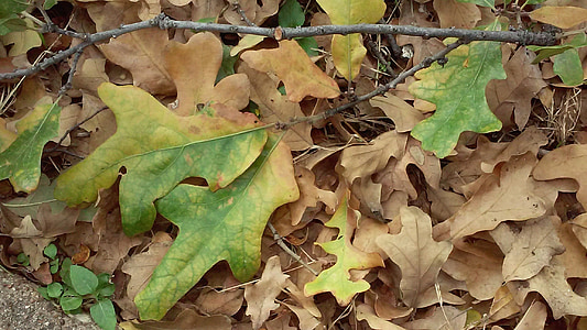 leaf, oak, fall, autumn, season, orange, nature