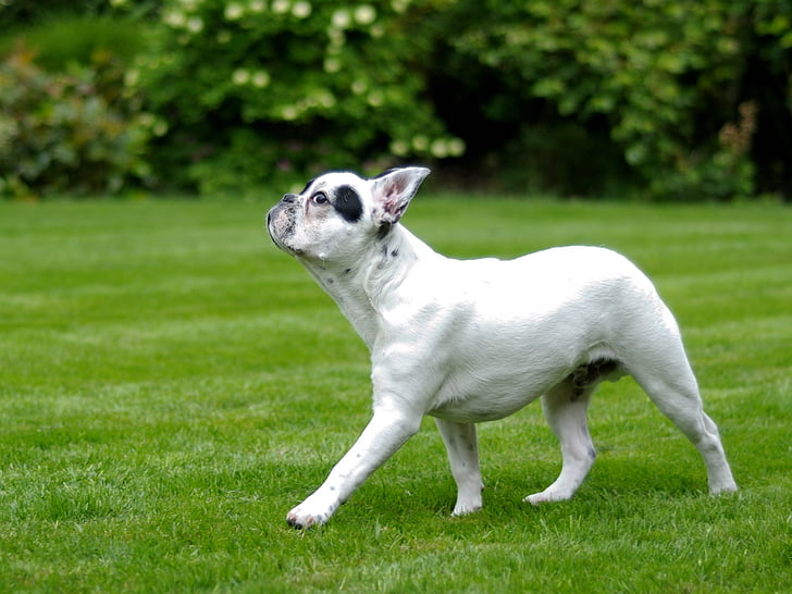 câine, bulldog francez, de mers pe jos, iarba, animale, animale de companie, drăguţ