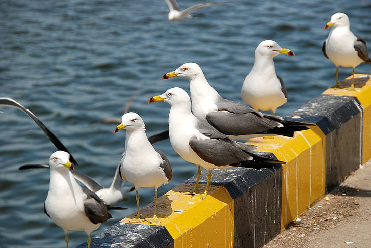 seagull, animal, new, wildlife, sea, wing, sea birds
