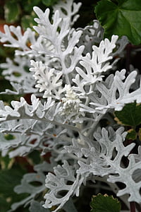 Бяла размита Кръстец, растителна, листа, бяло, сив, сребро, Senecio bicolor