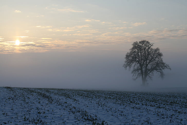 hiver, brouillard, neige, lumière du matin, lever du soleil, froide, paysage