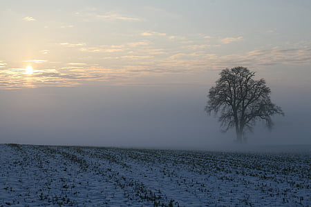 Zimní, mlha, sníh, ranní světlo, východ slunce, chlad, krajina