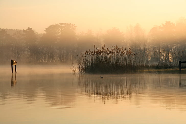 landscape, lake, fog, reed, nature, reflection, sunset