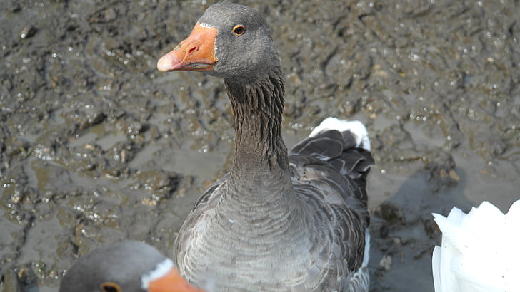 greylag goose, goose, domestic goose, hofgans, duck bird, livestock, agriculture