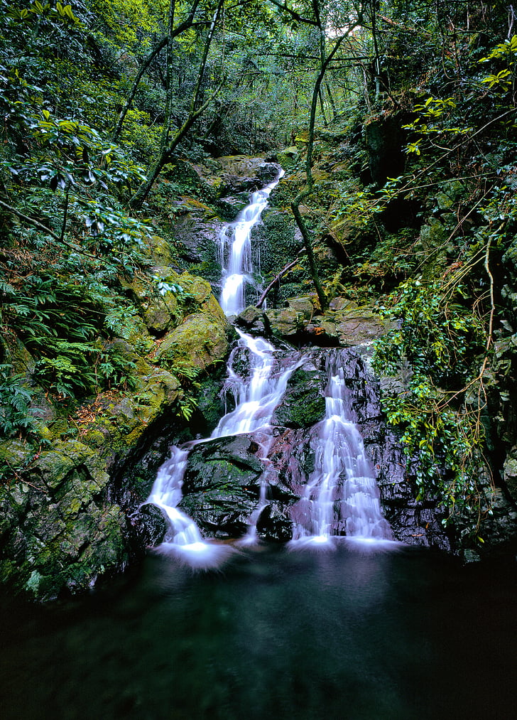 et lille vandfald, fra skoven, Moss, bregner, Yakushima island, World heritage region, Japan