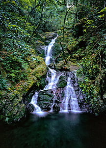 一个小瀑布, 从森林, 青苔, 蕨类植物, 屋久岛, 世界遗产地区, 日本
