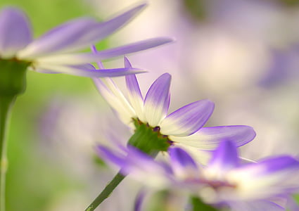 сенетті, зола квітка, квіти, фіолетовий, білий, Пурпурна квітка, завод