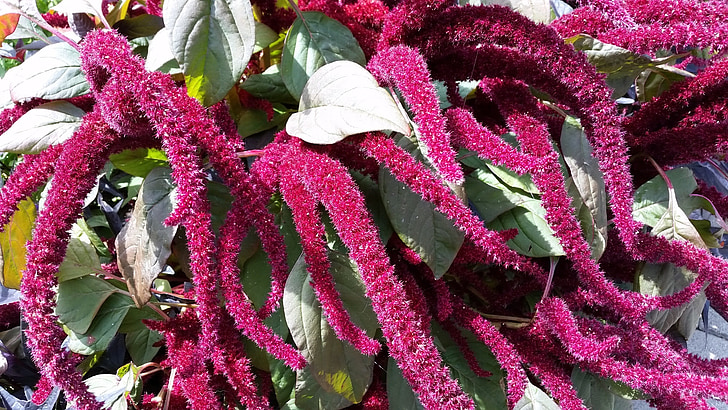 růžová, květ, květ, Bloom, Příroda, léto, zahrada