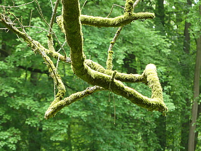 branch, moss, green, forest