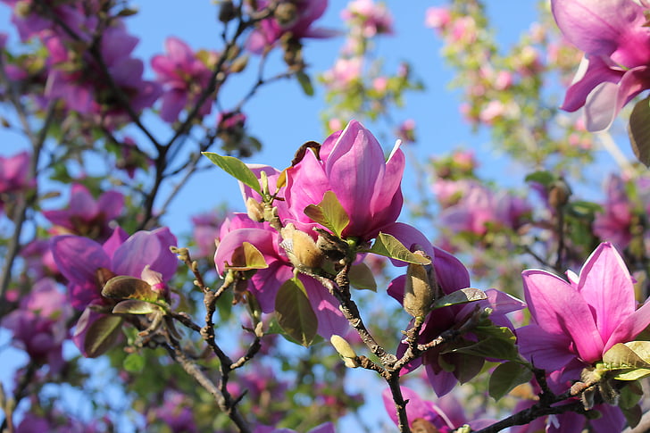 magnolia cawan, Magnolia, pohon, musim semi, soulangeana, botani, kelopak bunga