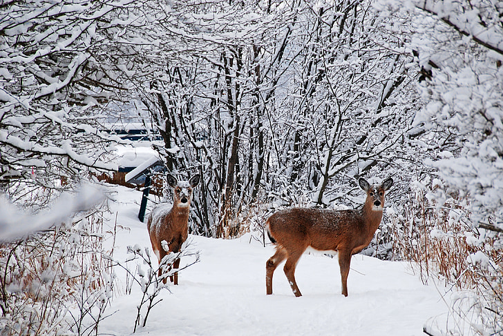 Deer, lumi, kylmä, puu, Metsä, hätkähdyttää