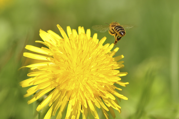 včela, Pampeliška, jeptišky, Sonchus oleraceus, divoké květiny, louka, jaro