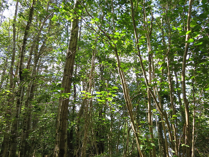 skov, arten af de, træer, grøn