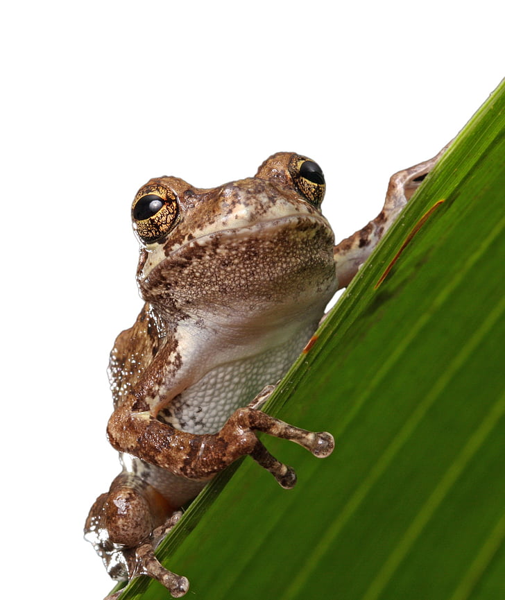 frog, macro, close-up, portrait, details, amphibian, isolated