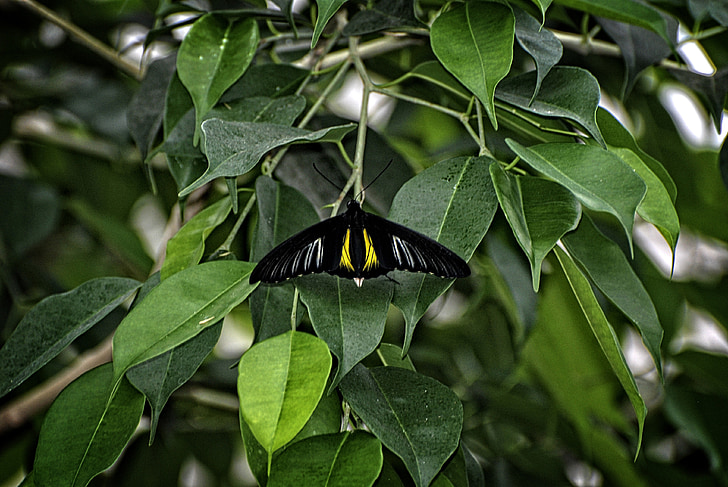 butterfly, troides, rhadamantus, moth, philipines