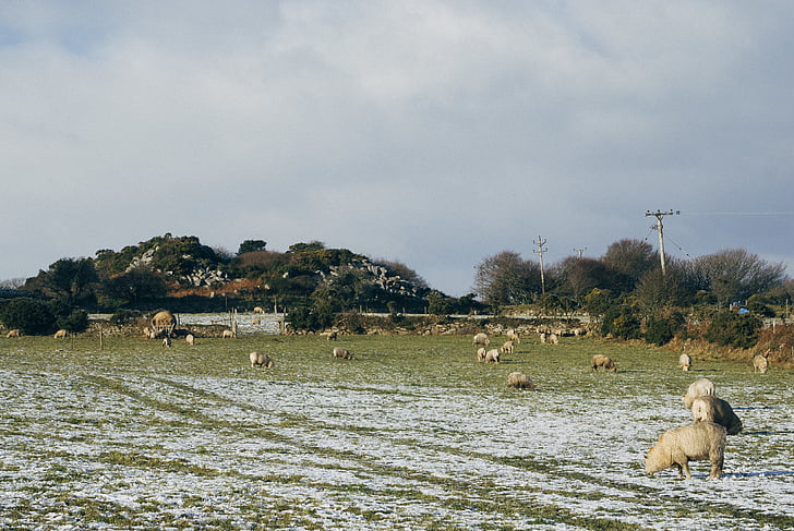 kudde, wit, groen, gras, veld, sneeuw, schapen
