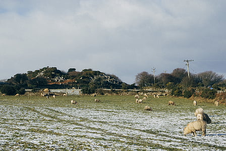 stado, biały, zielony, trawa, pole, śnieg, owiec