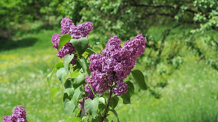 Lilac, mùa xuân, Hoa, màu tím, nở hoa, thực vật