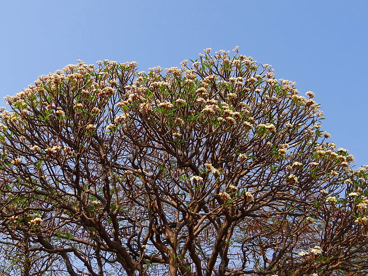 Plumeria, fleur de frangipanier, fleurs, arbre, en fleurs, Inde, nature