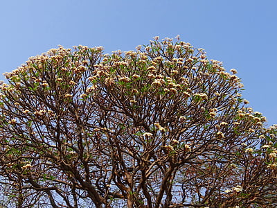 plumeria, frangipani, flowers, tree, blossoms, india, nature