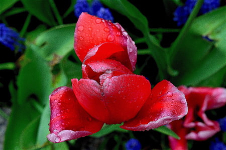 Tulip, merah, warna, musim semi, bunga, embun, kelembaban