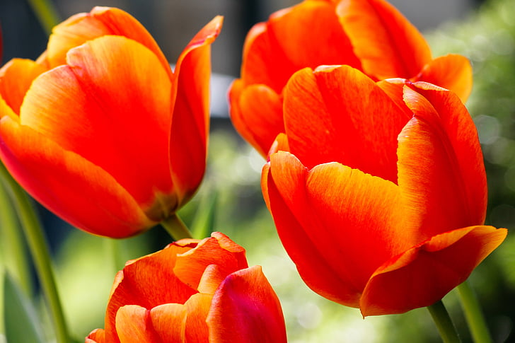 Tulip, tulipaner, hage, blomster, natur, kronblad, blomst