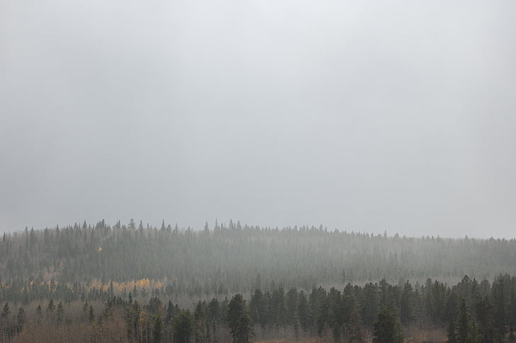 dimmiga, skogen, molnet, grå, barrträd, naturen, dimma