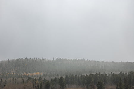 Misty, pădure, nor, gri, conifere, natura, ceaţă
