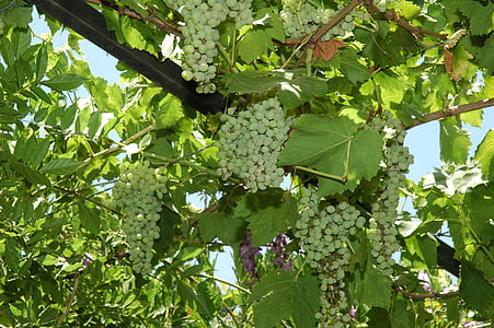 plant, fruit, growth, nature, green, grapes, sheet