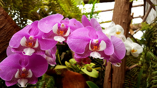 орхидеи, цветок, завод, природный парк, Джунгли парк, Тенерифе, Канарские острова