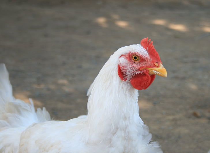chicken, hen, head, feathers, farm, fowl, poultry