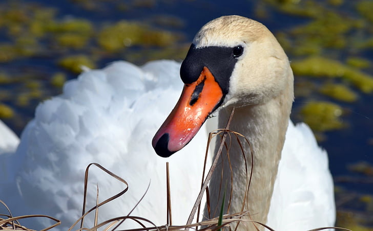 swan, close, animal
