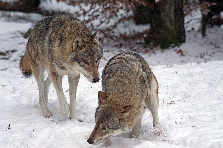 vilkas, plėšrūnas, mėsėdžiams, Canis Raudonoji, Nešulinis gyvulys, baimė, žiemą