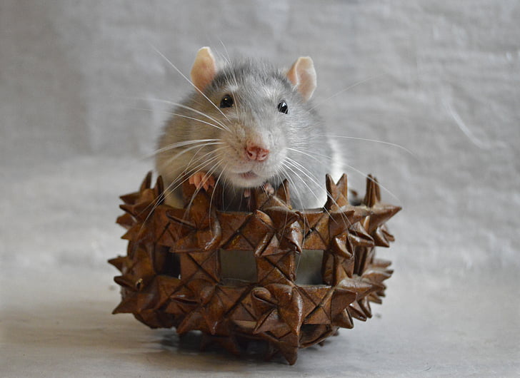 rat, decorative, in a basket, animal, home, closeup