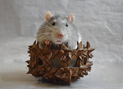 szczur, dekoracyjne, w koszyku, zwierząt, Strona główna, zbliżenie