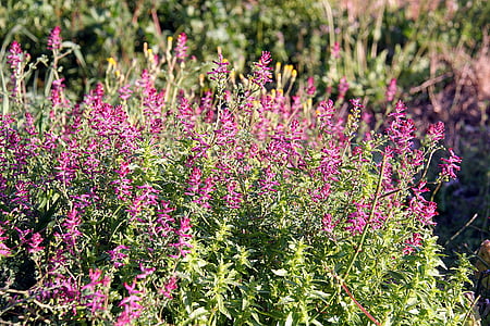 flors, primavera, natura, flor, jardí, porpra, planta