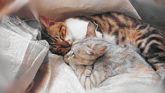 猫, 抱きしめる, 眠っています。, 国内, ペット, 屋外, 毛皮