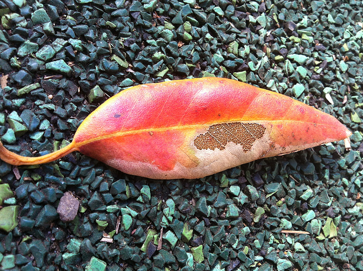 Leaf, jeseň, kaz, jeseň, listy, Sezóna, končí
