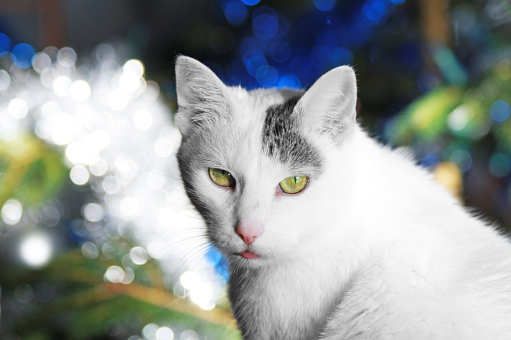 chat, Christmas, blanc, bleu, arbre, lumière