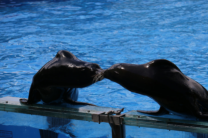 sea ​​lion, kiss, love, blue, aqua show, training