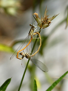 libélulas, reproducción, cópula, apareamiento, apareamiento de insectos