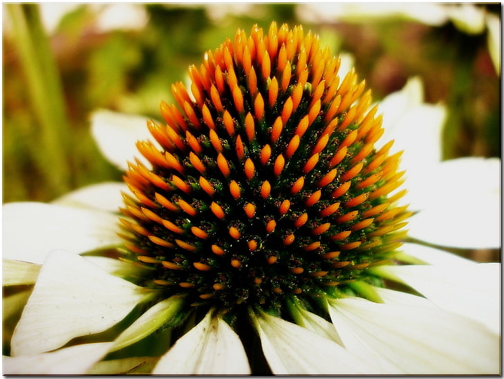 garden, flower, summer, close, blossom, bloom